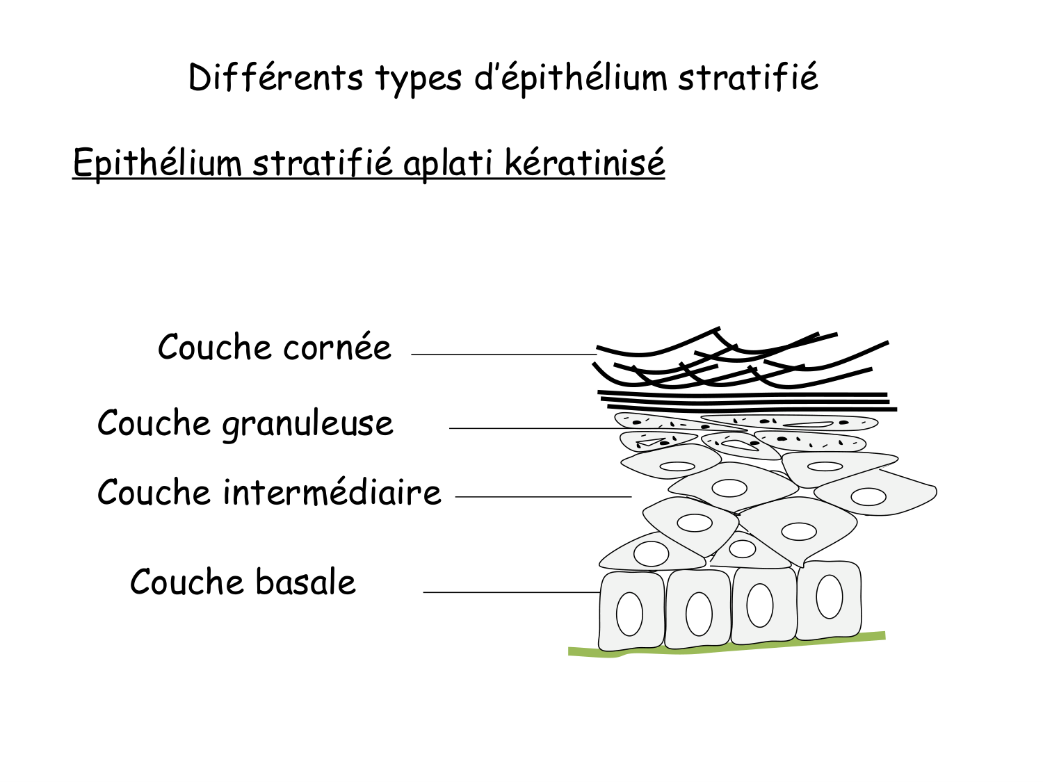 TP histologie — épithélium page 19
