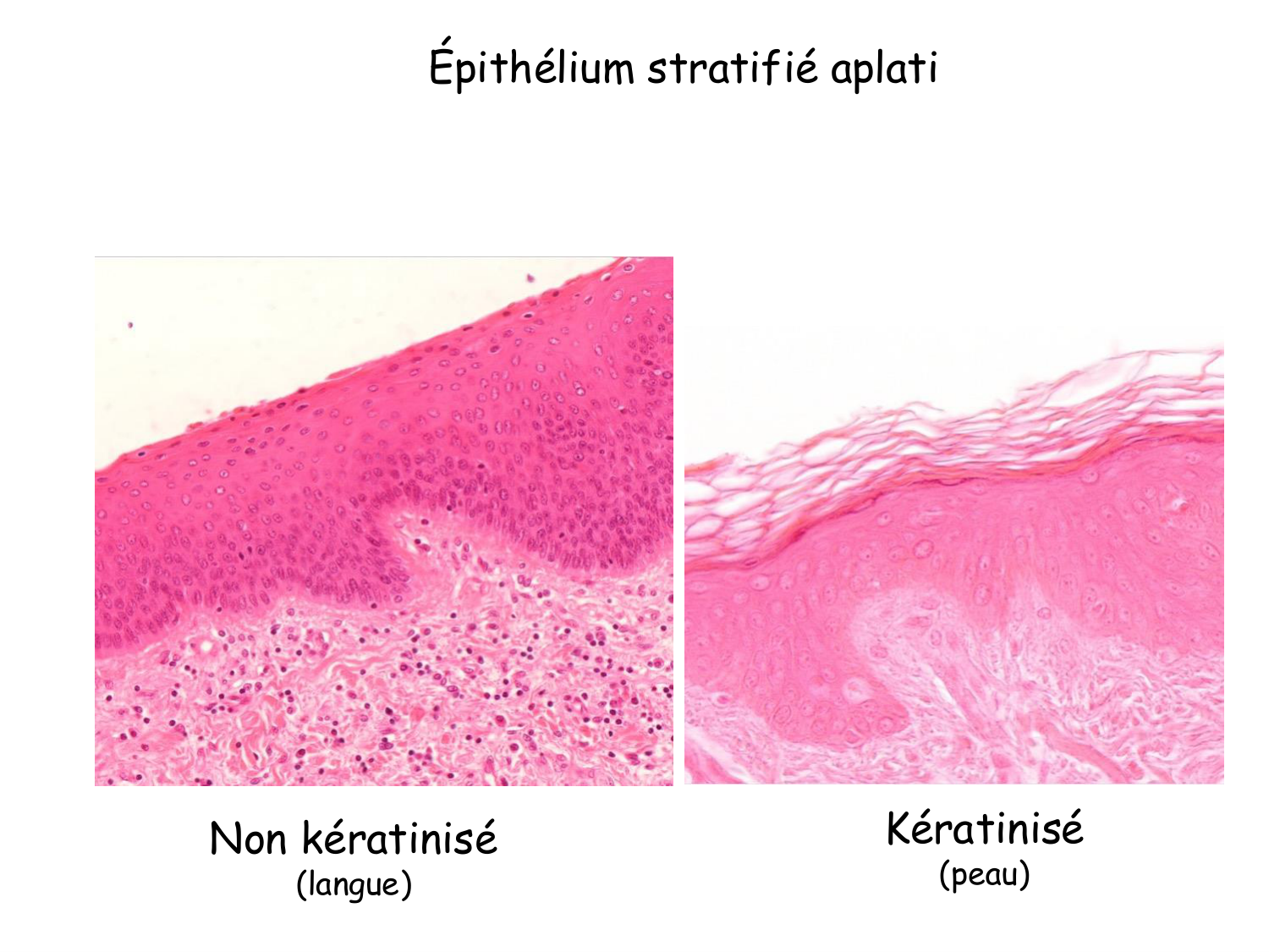 TP histologie — épithélium page 20