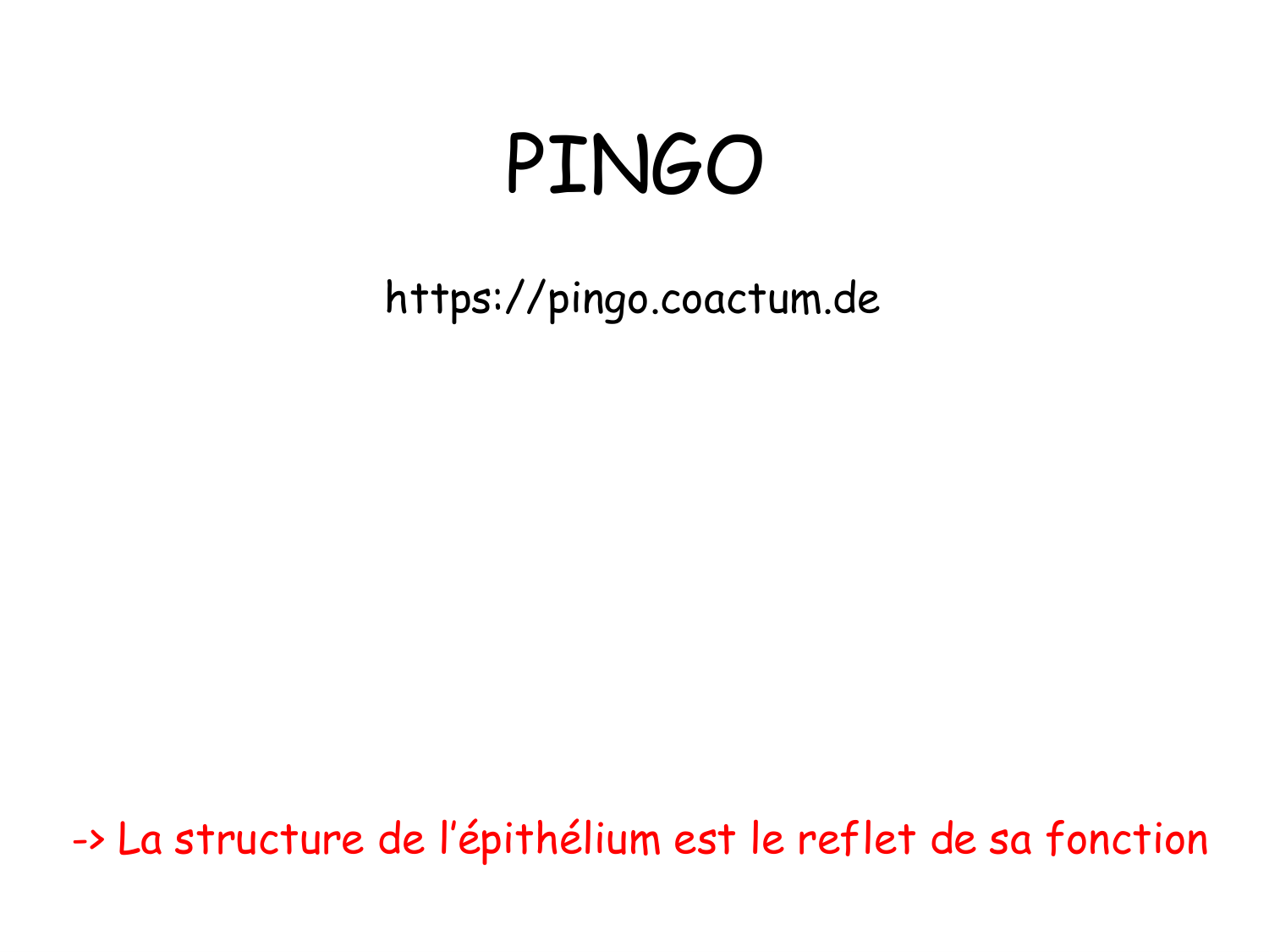 TP histologie — épithélium page 21