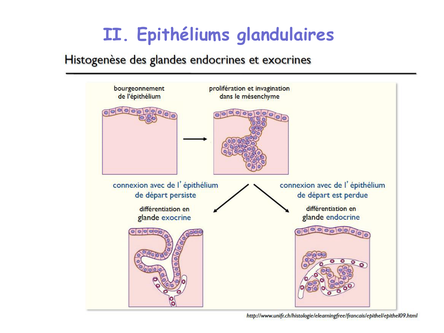 TP histologie — épithélium page 22