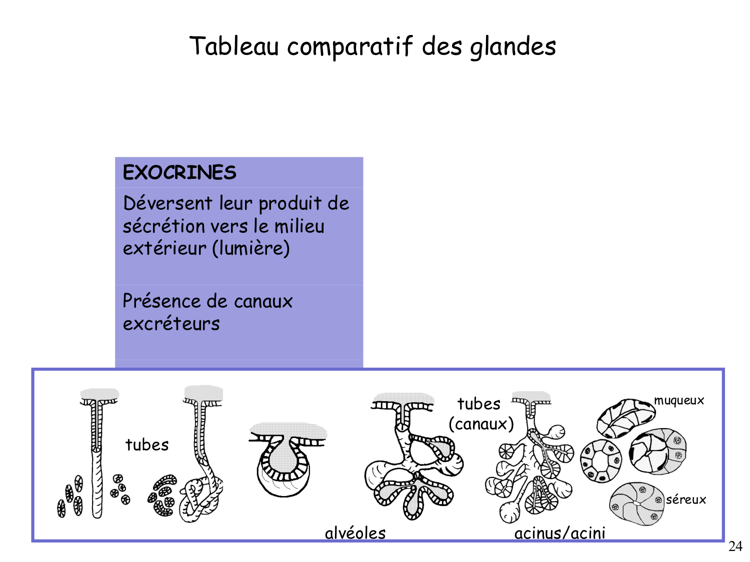 TP histologie — épithélium page 24