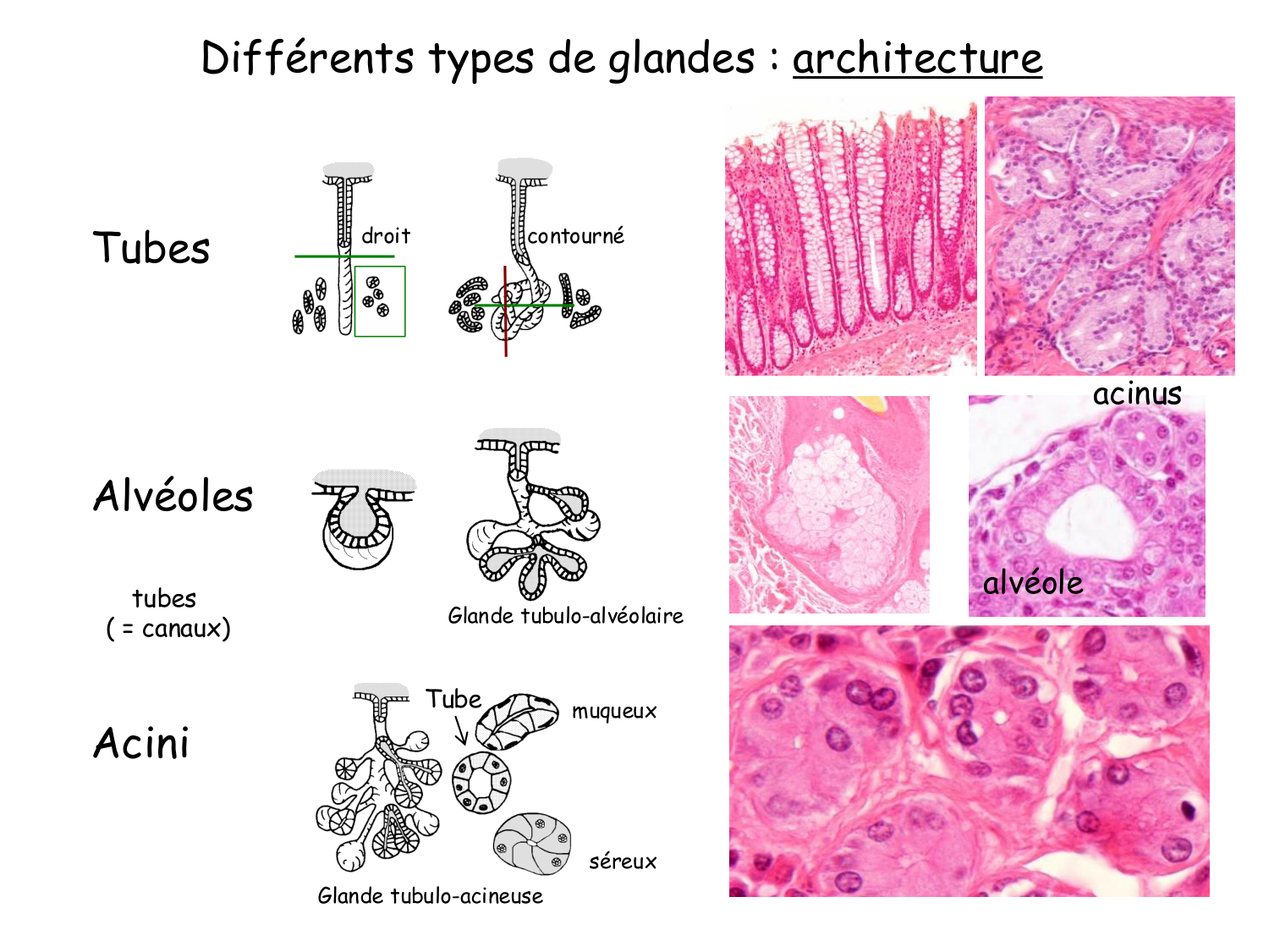 TP histologie — épithélium page 25