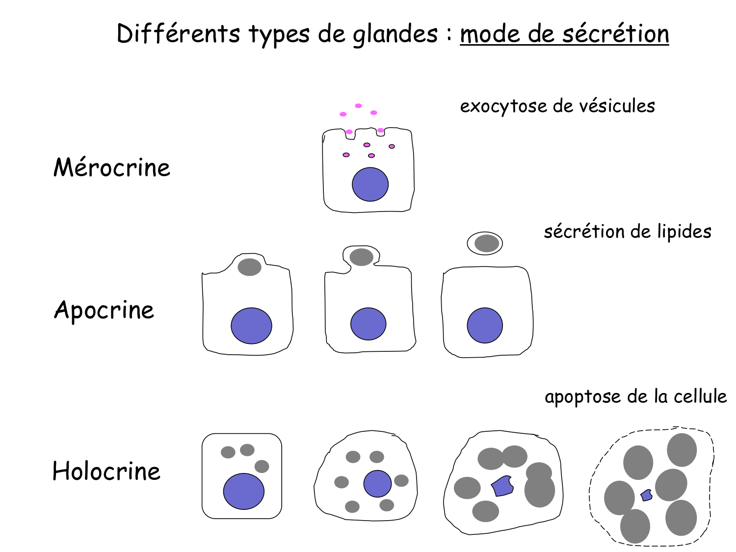 TP histologie — épithélium page 26