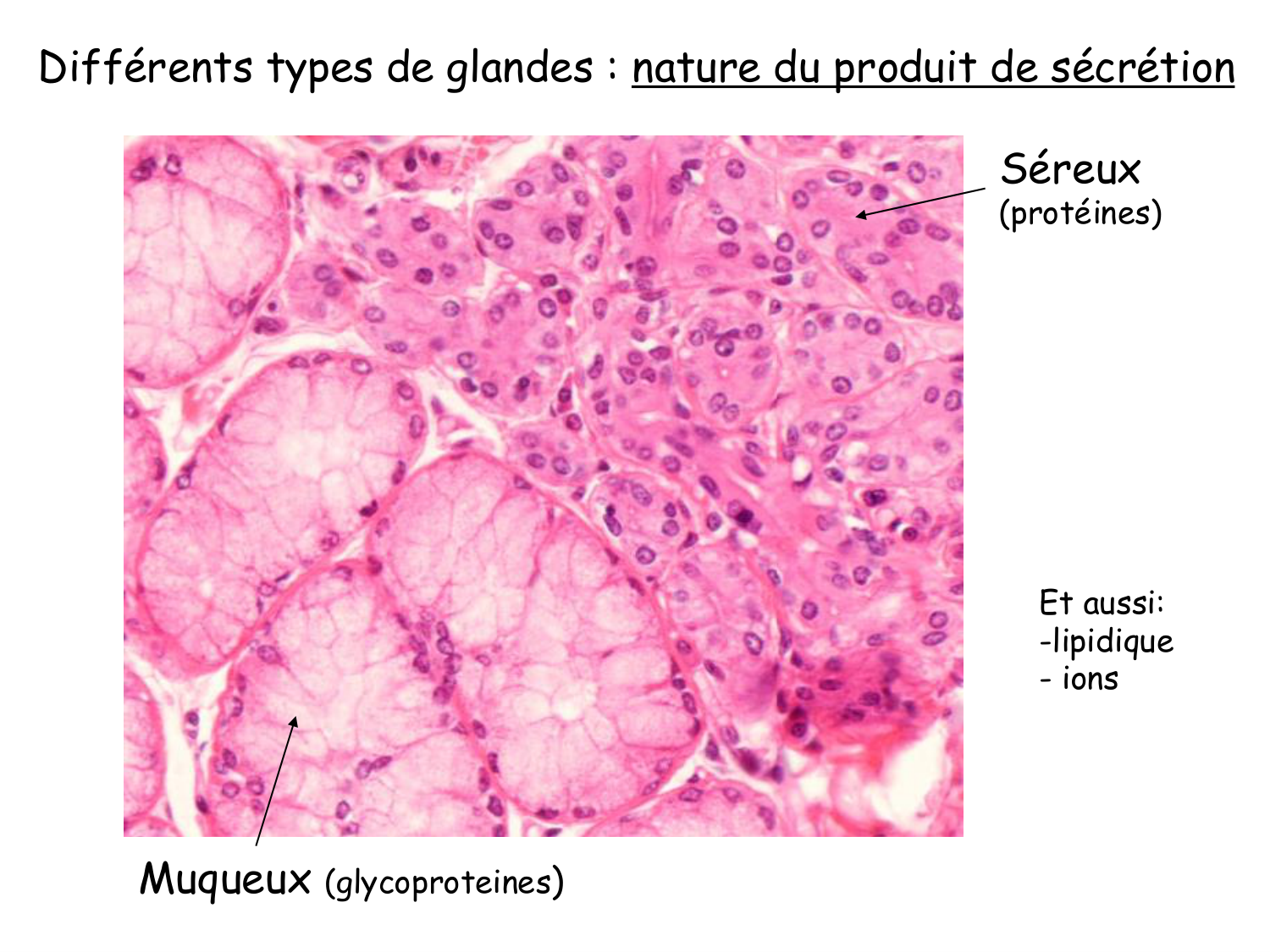 TP histologie — épithélium page 27