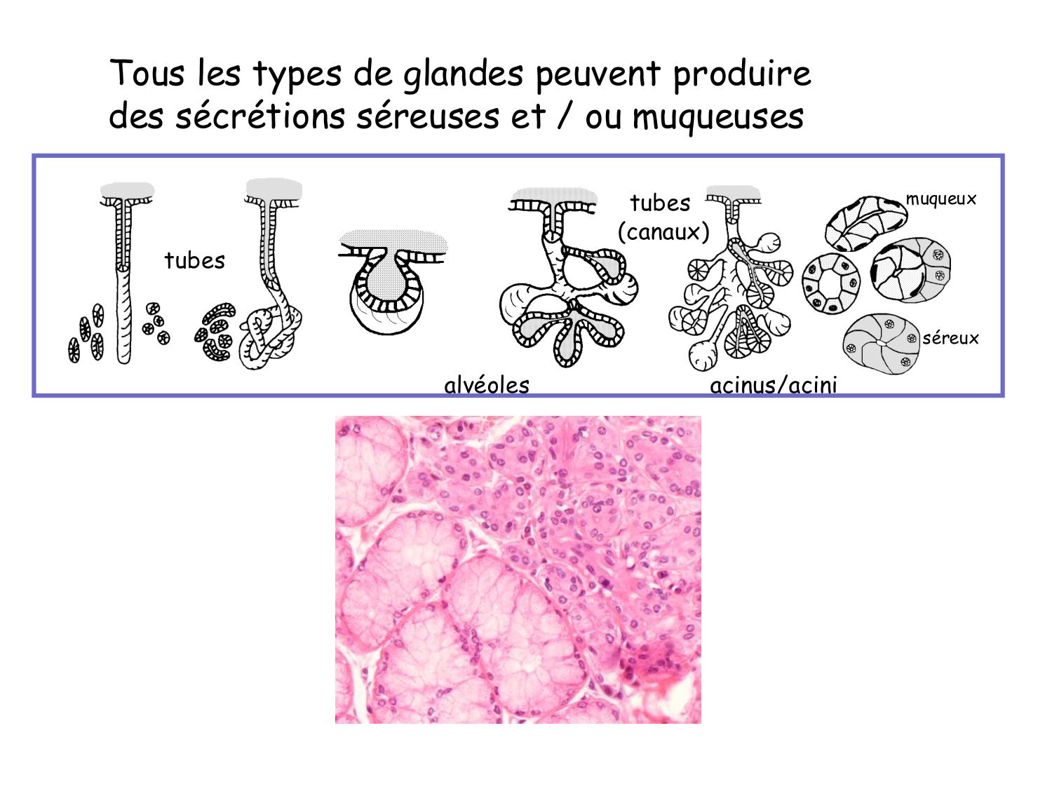 TP histologie — épithélium page 28
