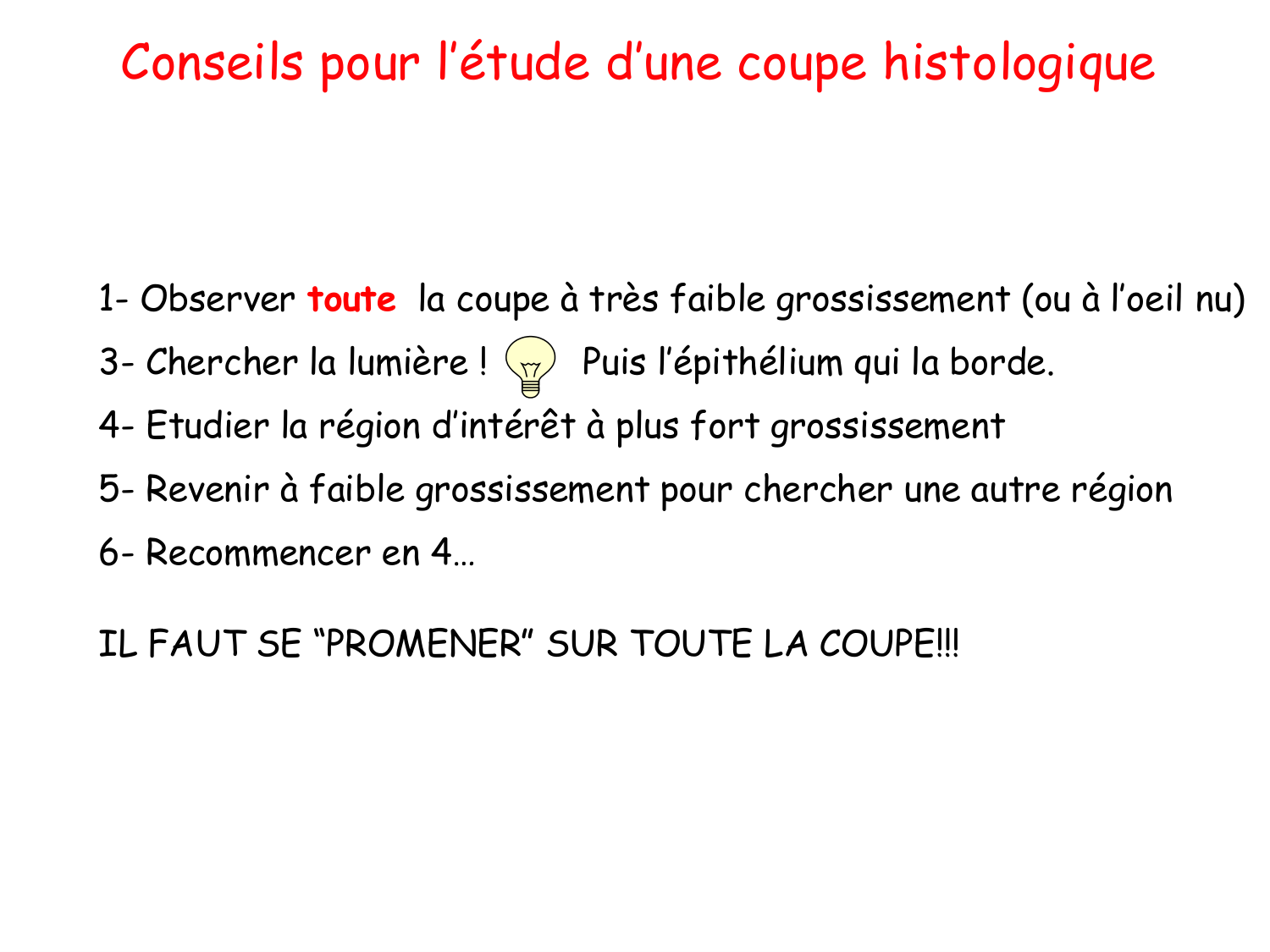 TP histologie — épithélium page 30