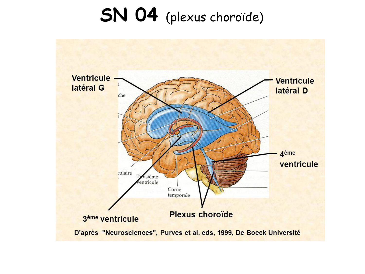 TP histologie — épithélium page 32