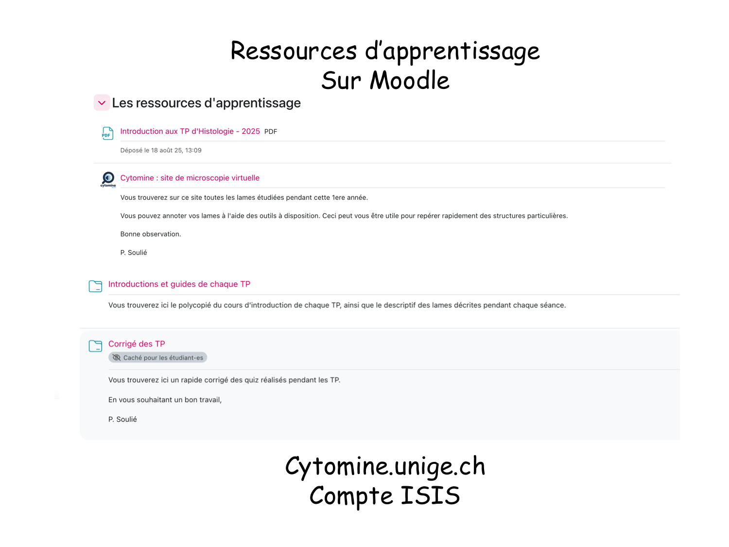 TP histologie — épithélium page 33