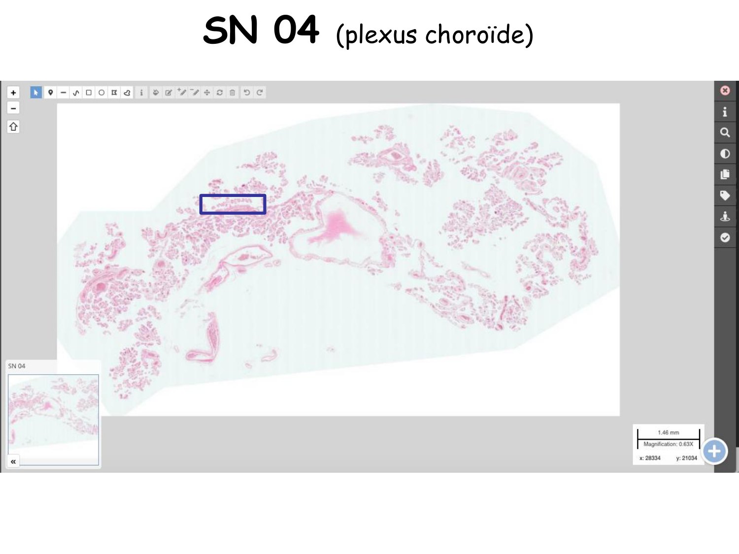 TP histologie — épithélium page 34