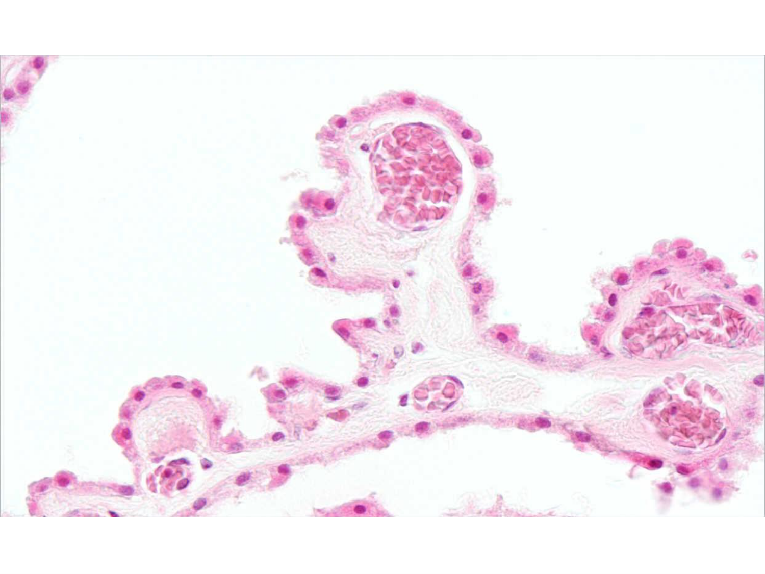 TP histologie — épithélium page 35