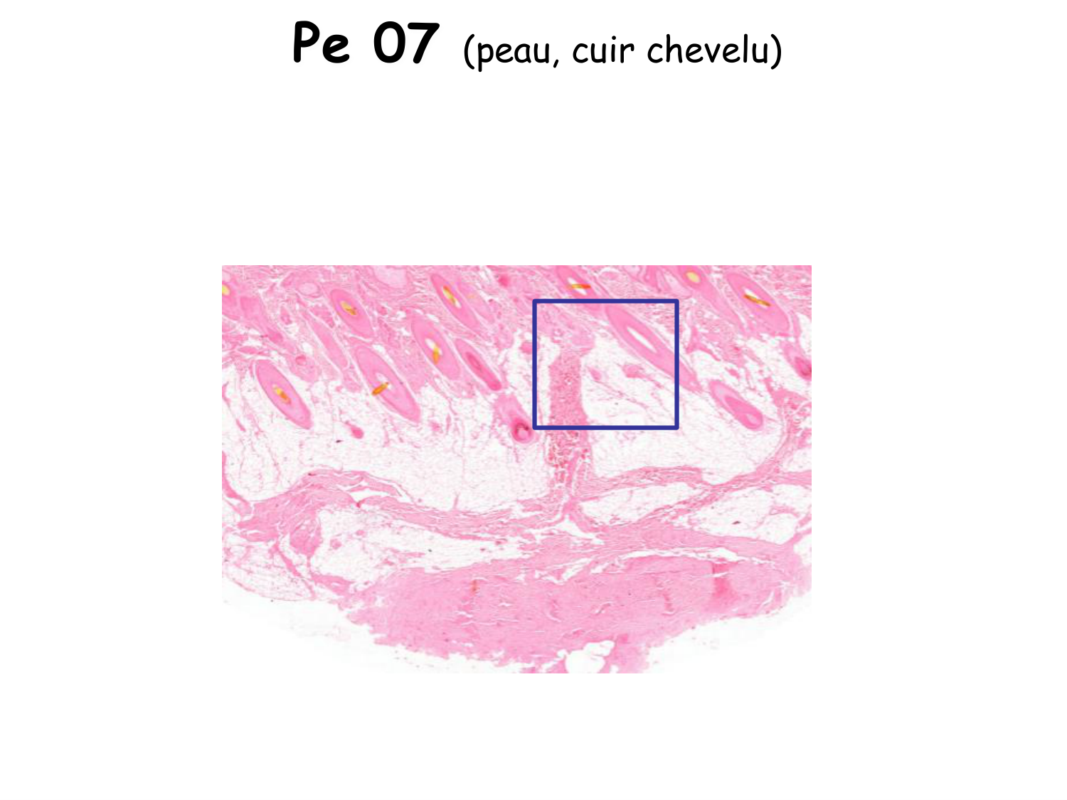 TP histologie — épithélium page 36