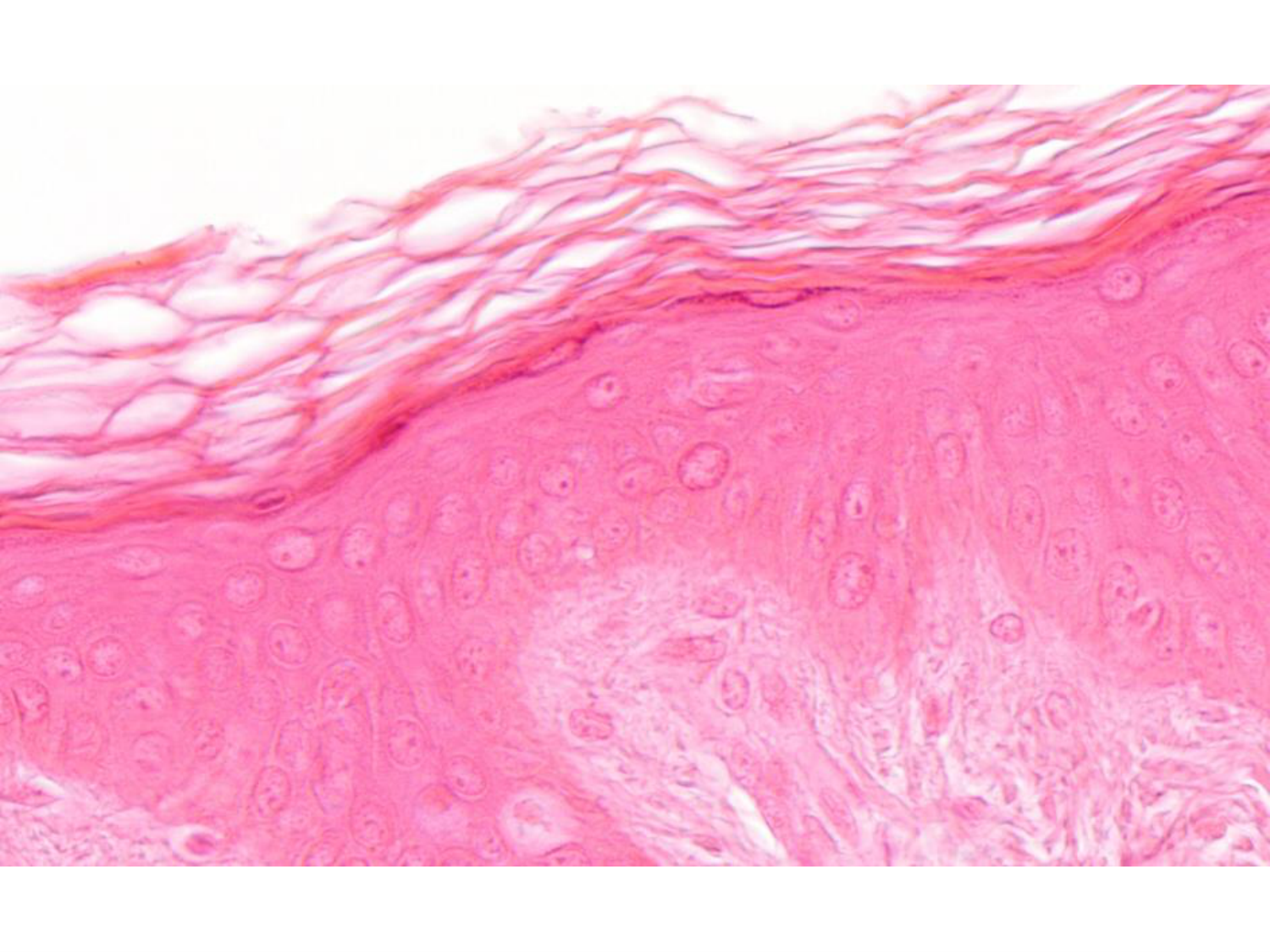 TP histologie — épithélium page 38
