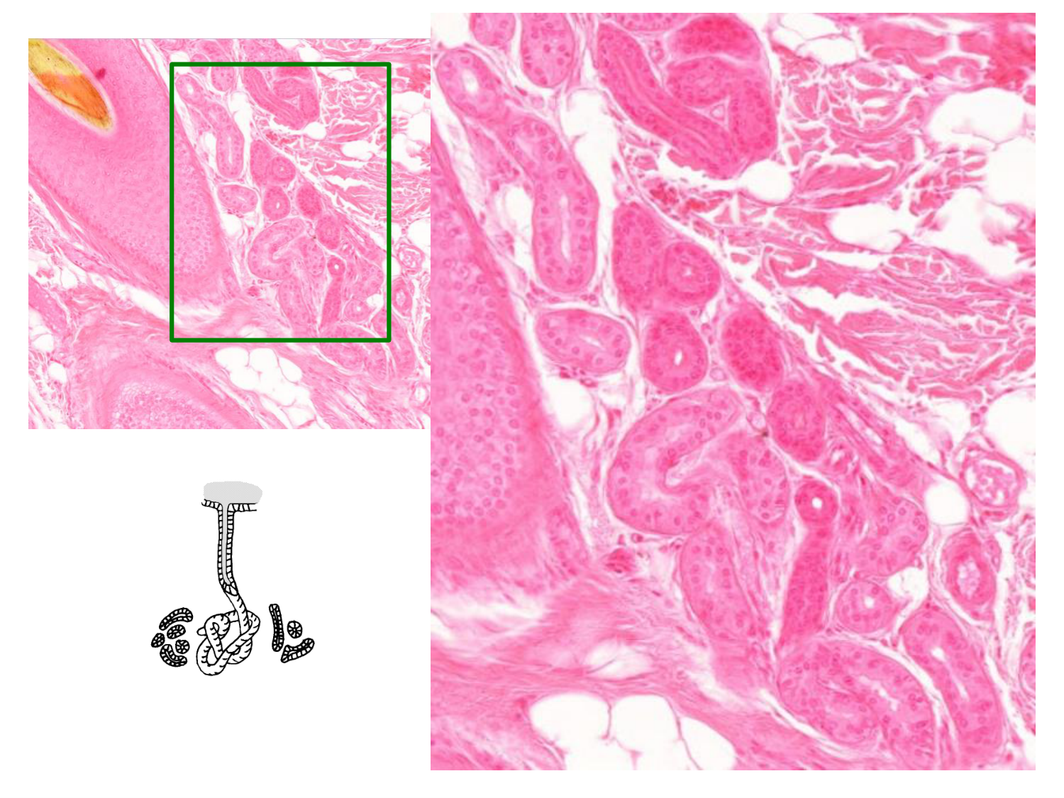 TP histologie — épithélium page 39