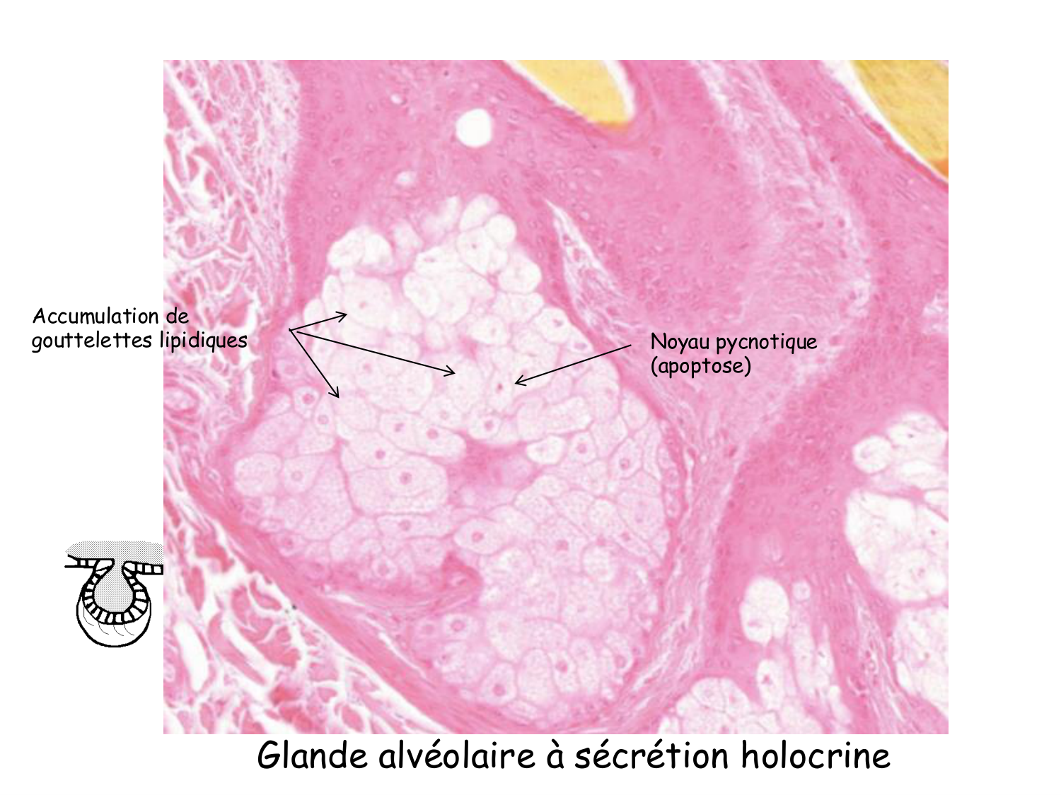 TP histologie — épithélium page 40