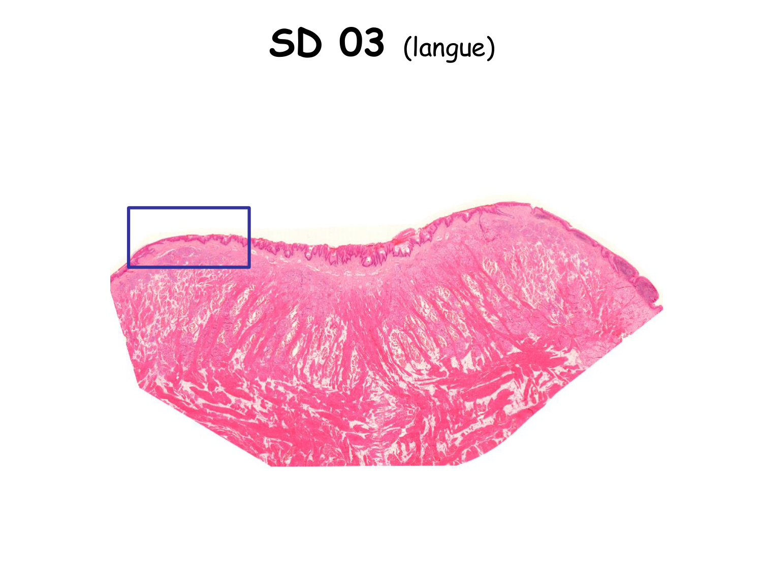 TP histologie — épithélium page 41
