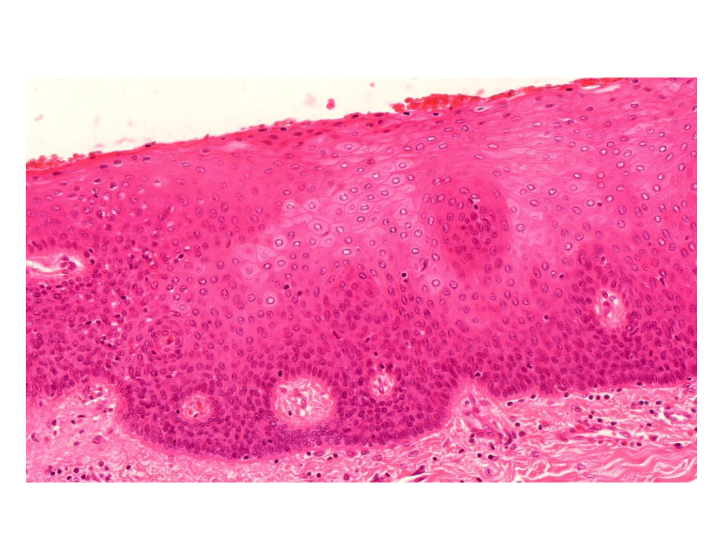 TP histologie — épithélium page 42
