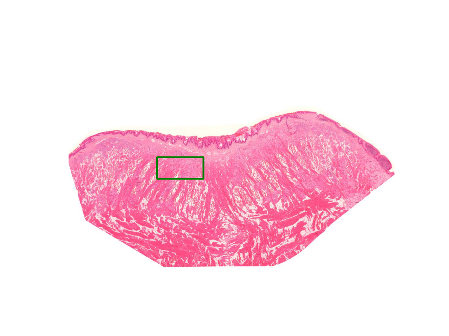 TP histologie — épithélium page 43