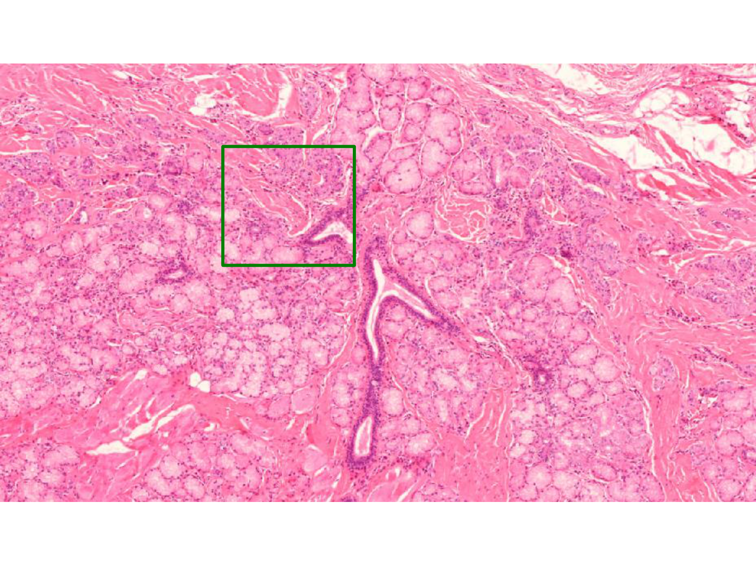 TP histologie — épithélium page 44