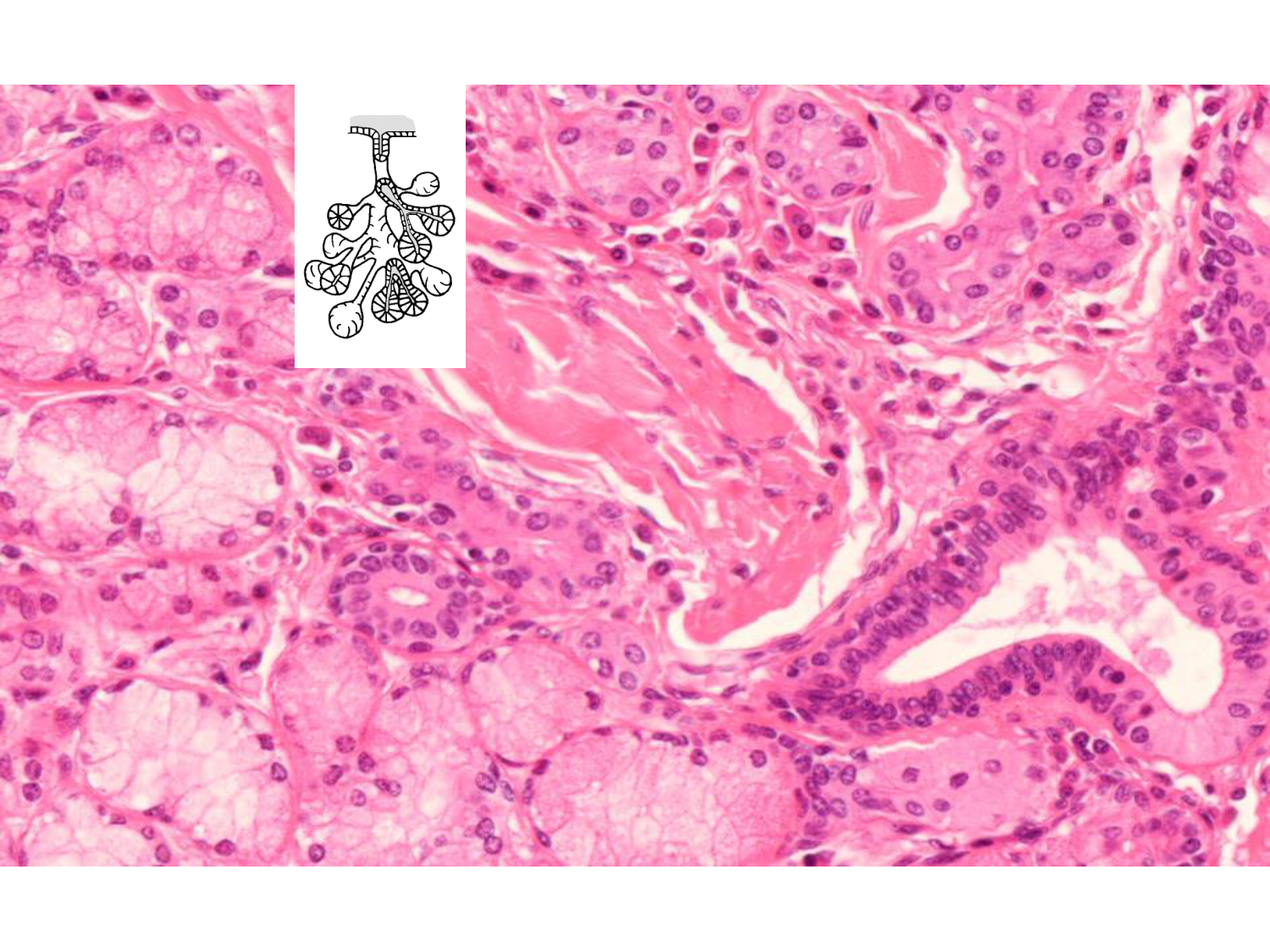 TP histologie — épithélium page 45