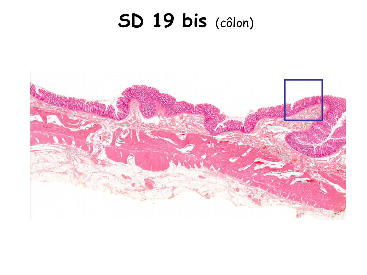 TP histologie — épithélium page 46