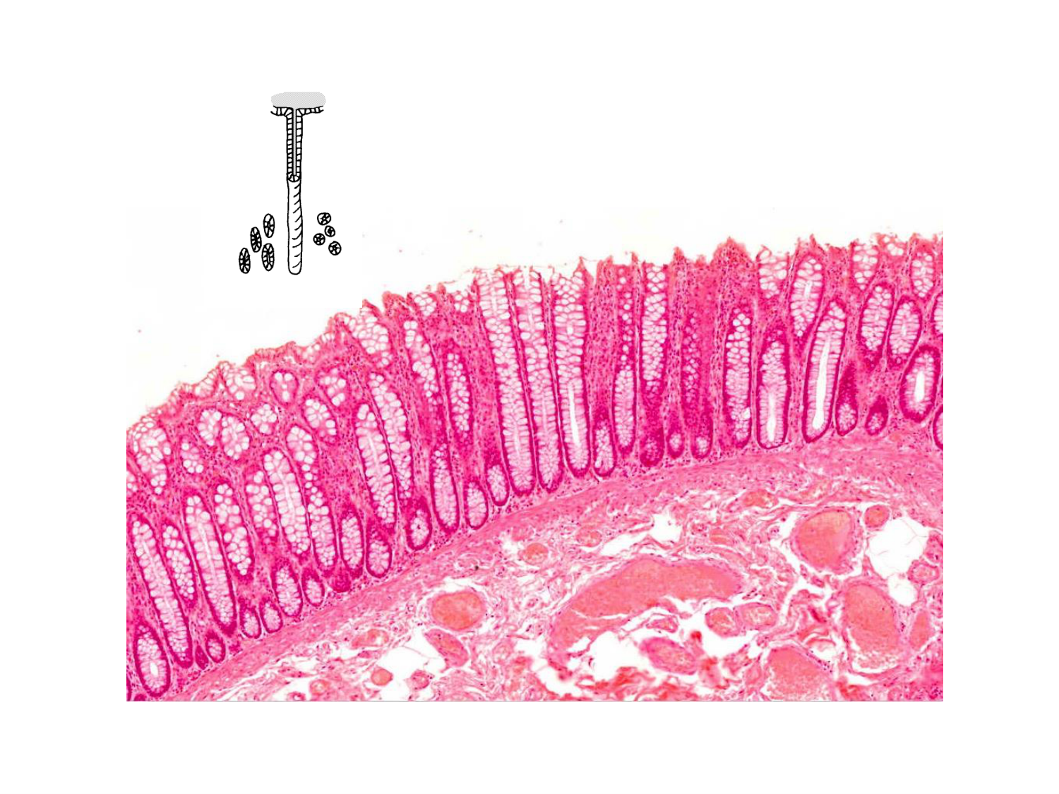 TP histologie — épithélium page 47