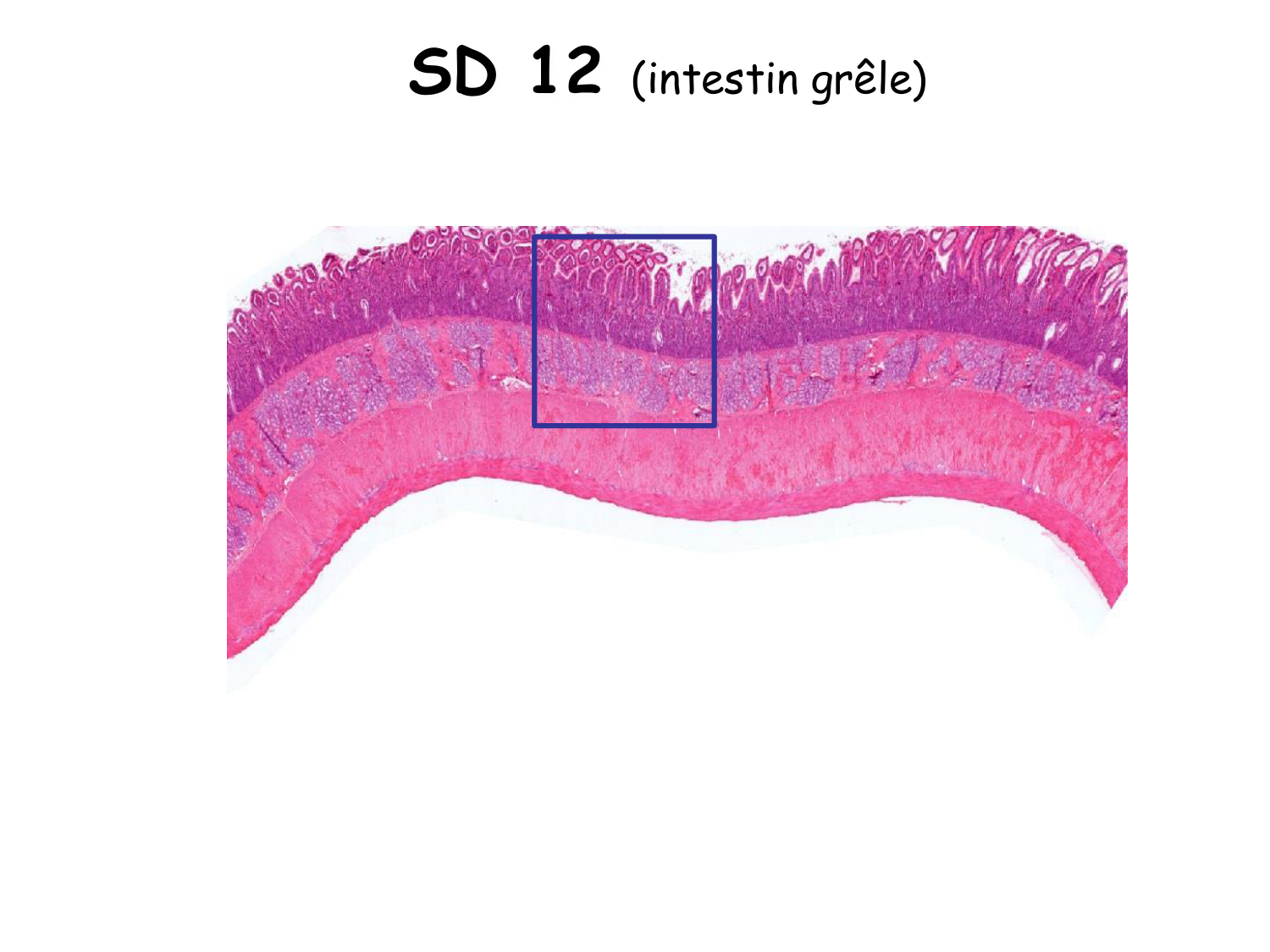 TP histologie — épithélium page 48