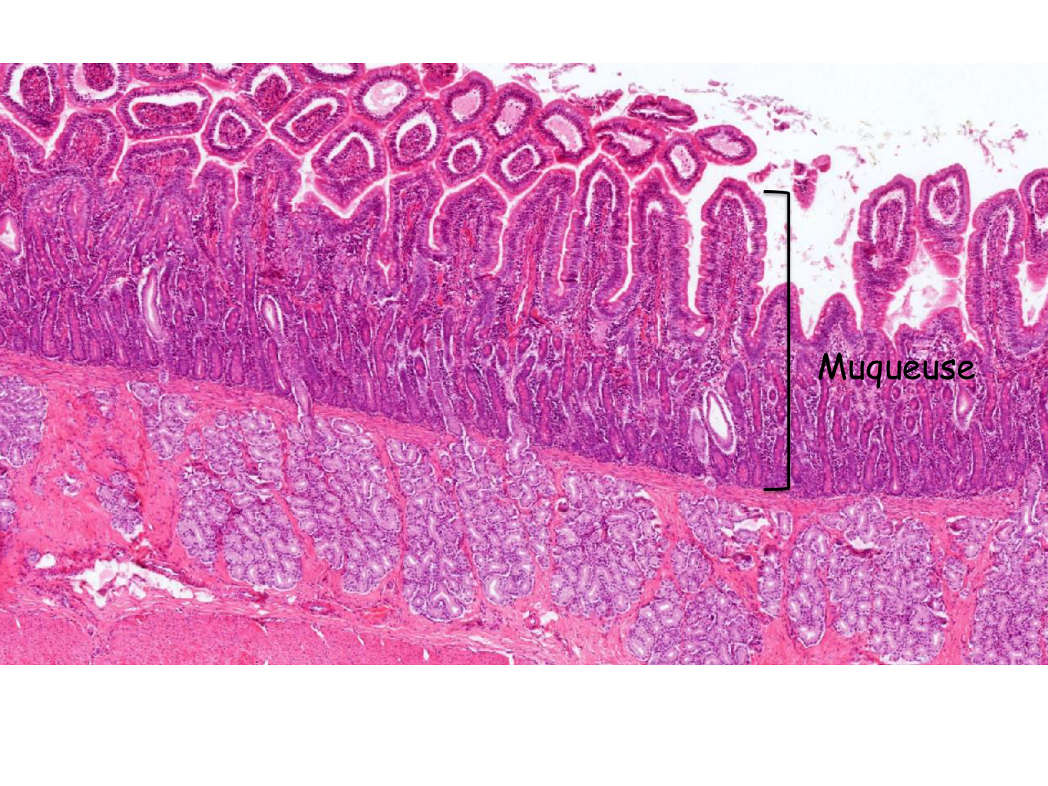 TP histologie — épithélium page 49