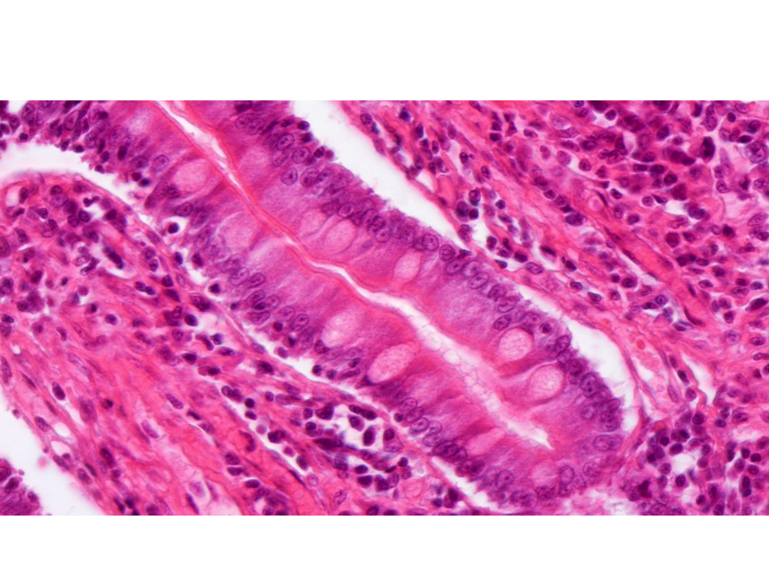 TP histologie — épithélium page 50