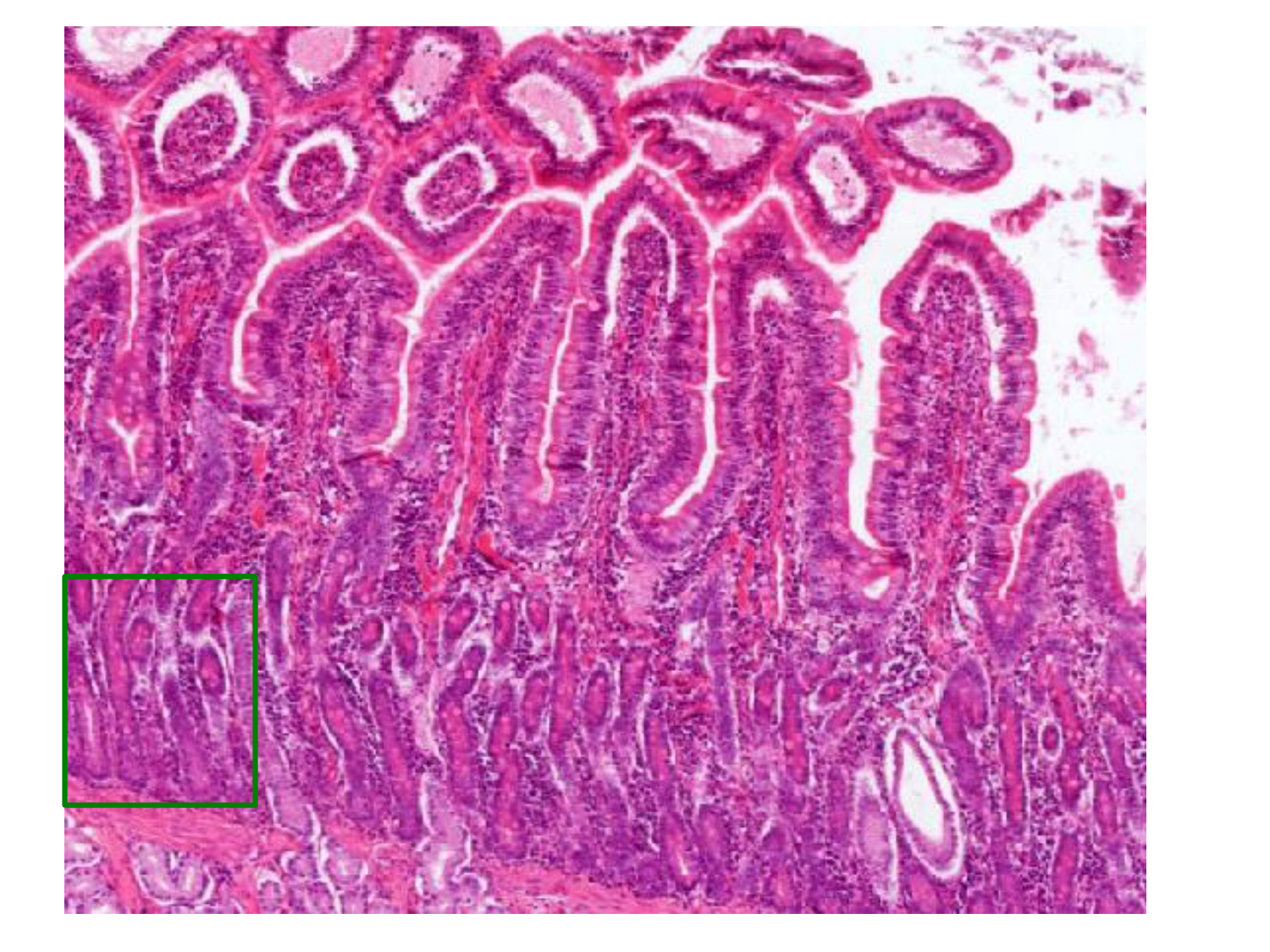 TP histologie — épithélium page 51