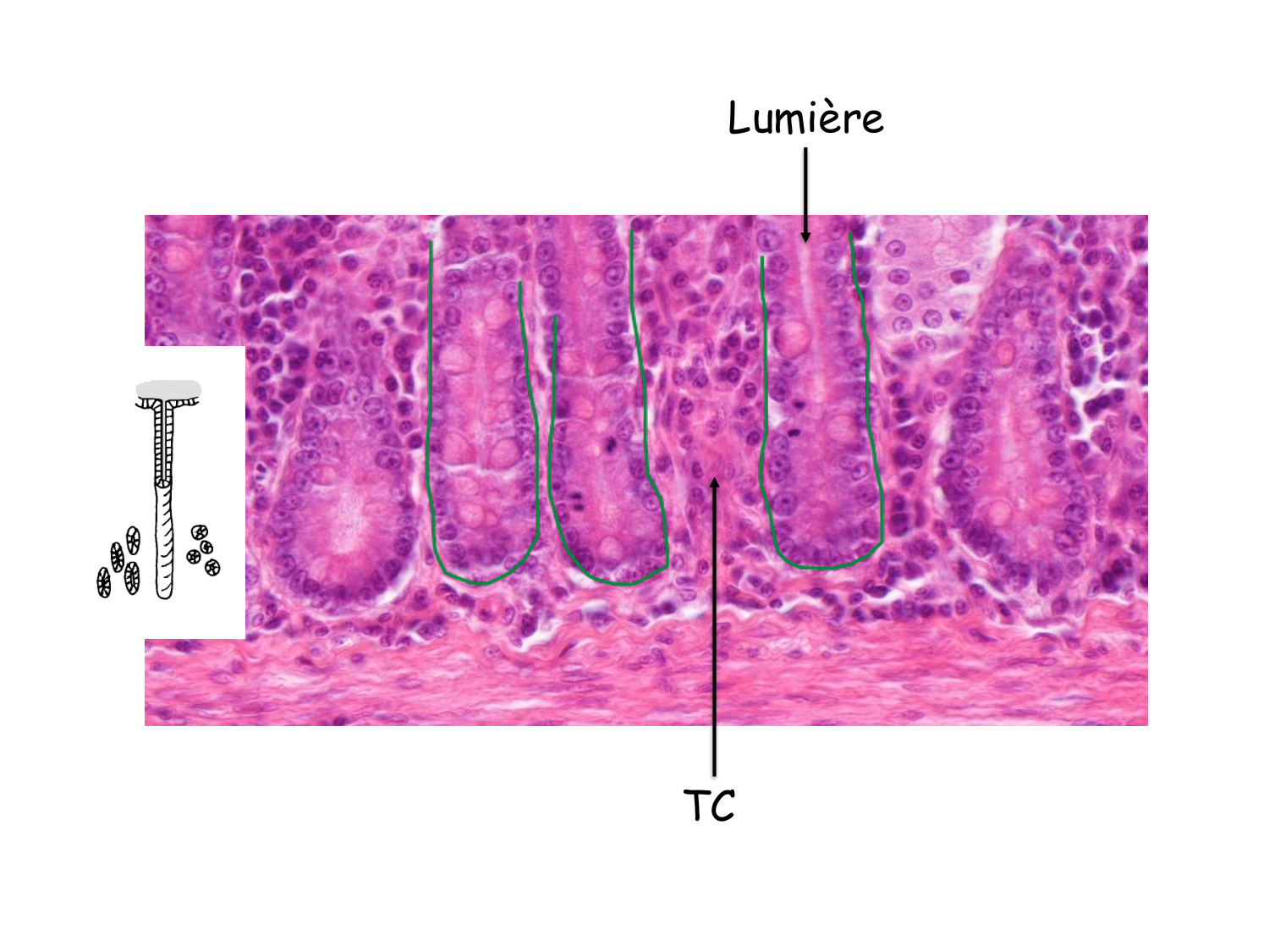TP histologie — épithélium page 52