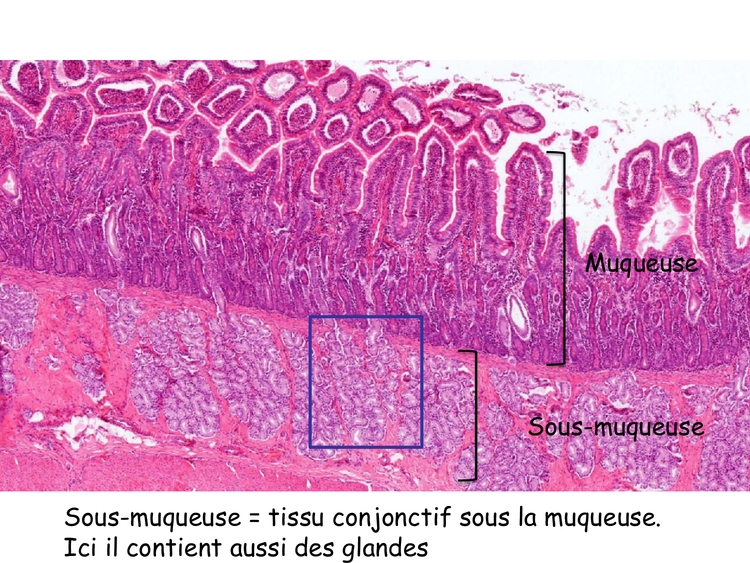 TP histologie — épithélium page 53
