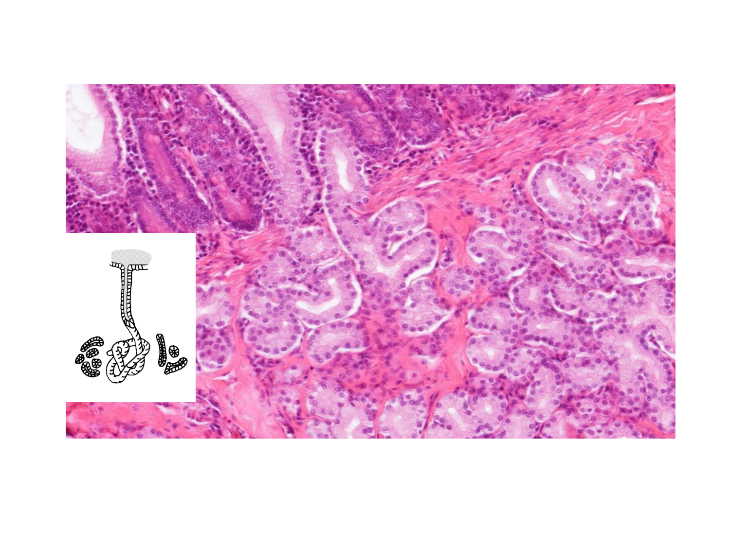 TP histologie — épithélium page 54