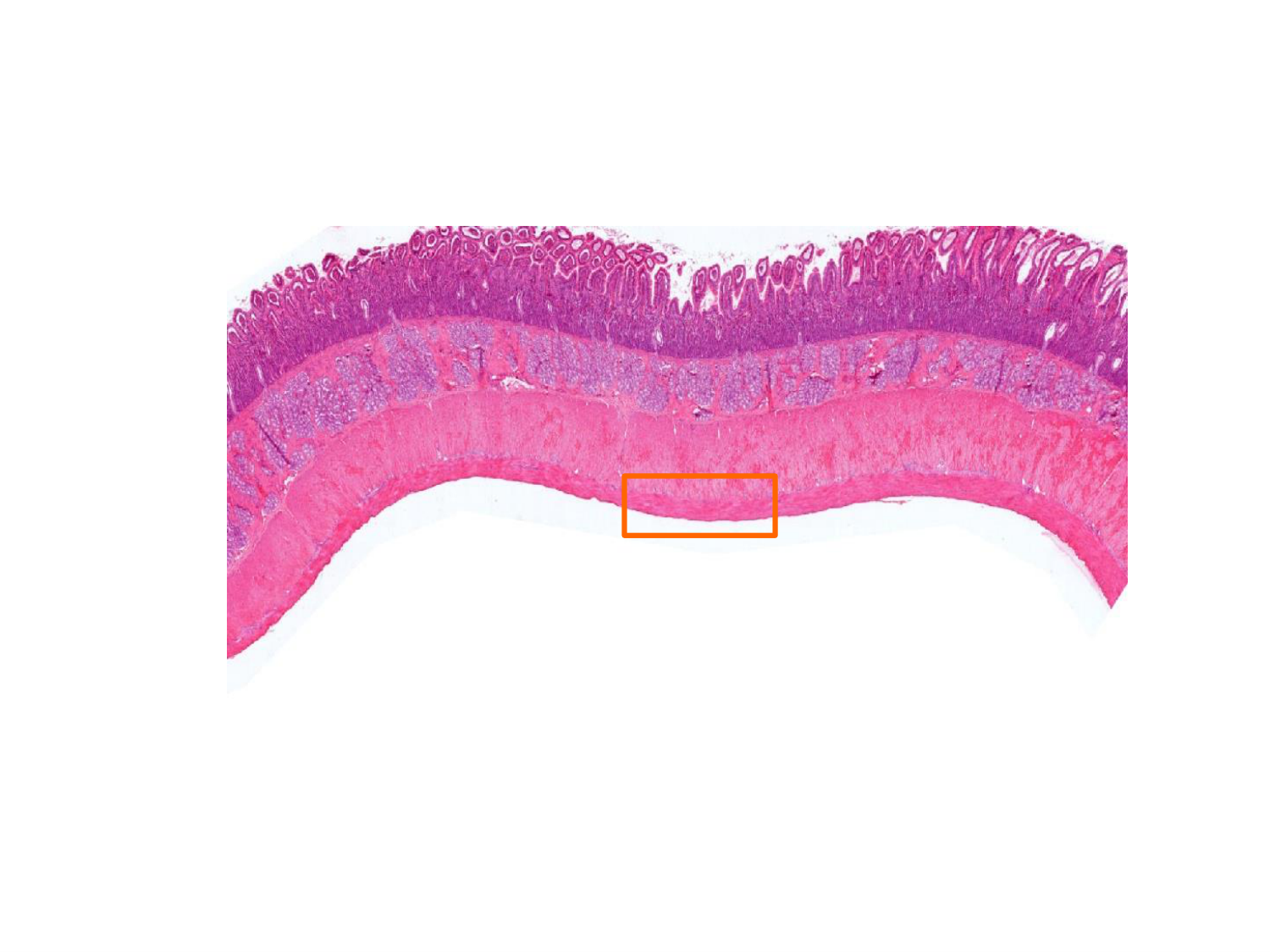 TP histologie — épithélium page 55