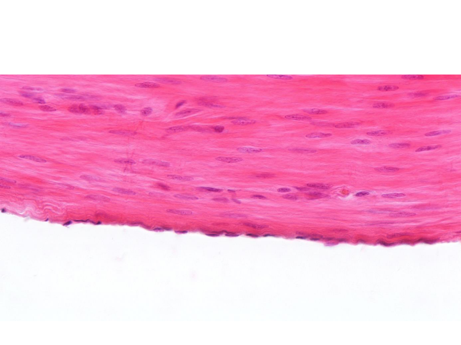 TP histologie — épithélium page 56