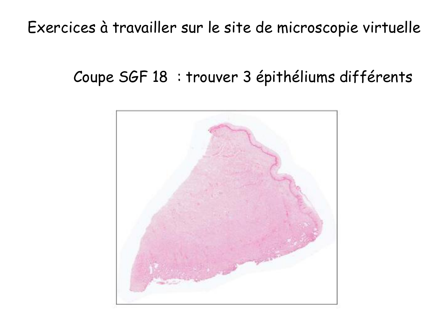 TP histologie — épithélium page 58