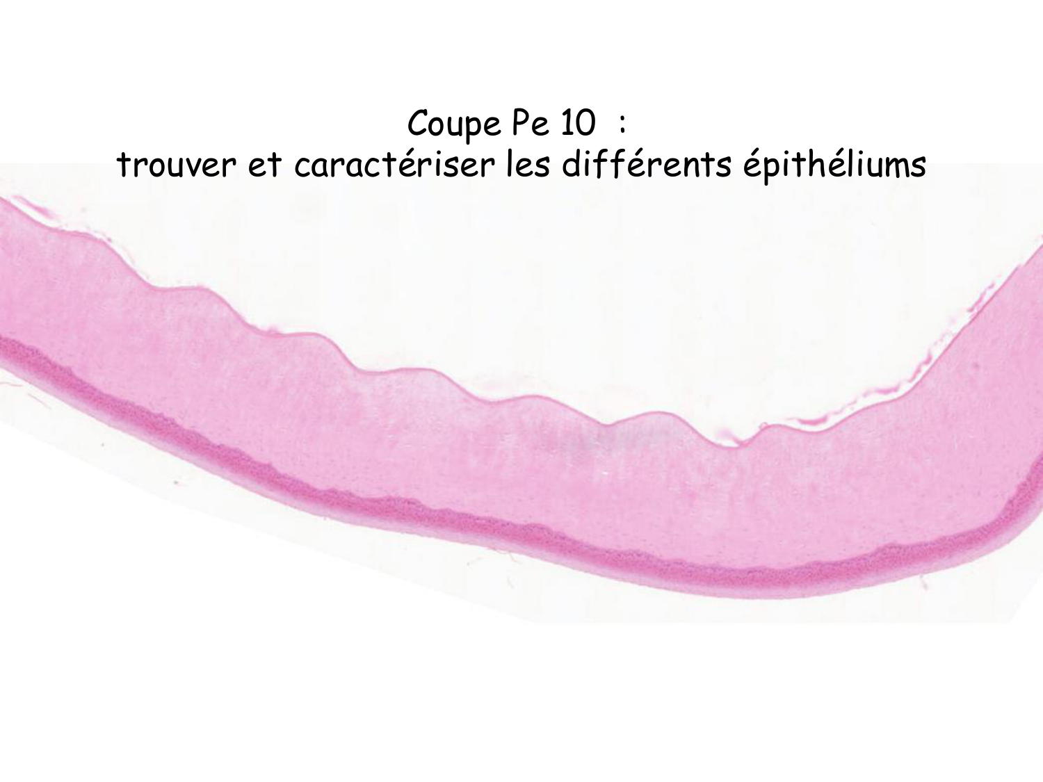 TP histologie — épithélium page 59