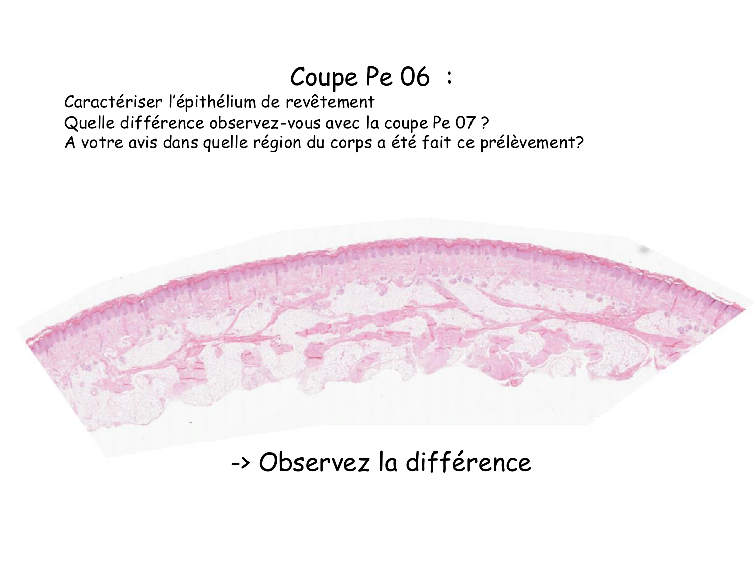 TP histologie — épithélium page 60