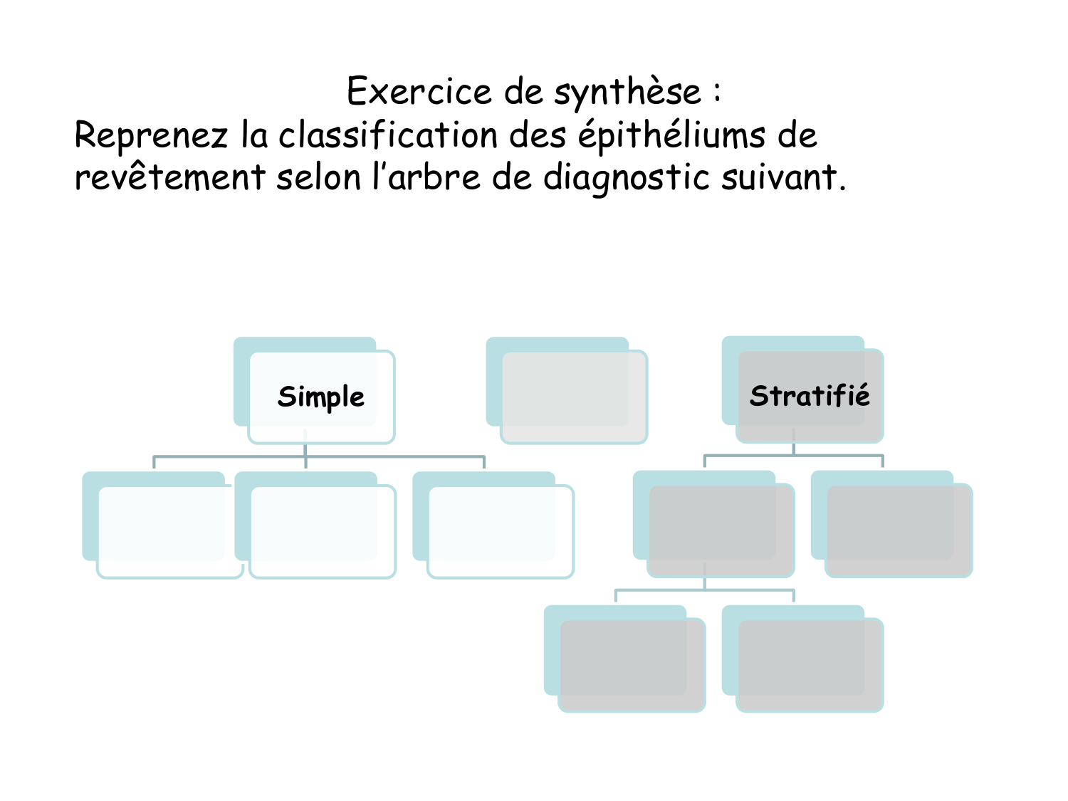 TP histologie — épithélium page 61