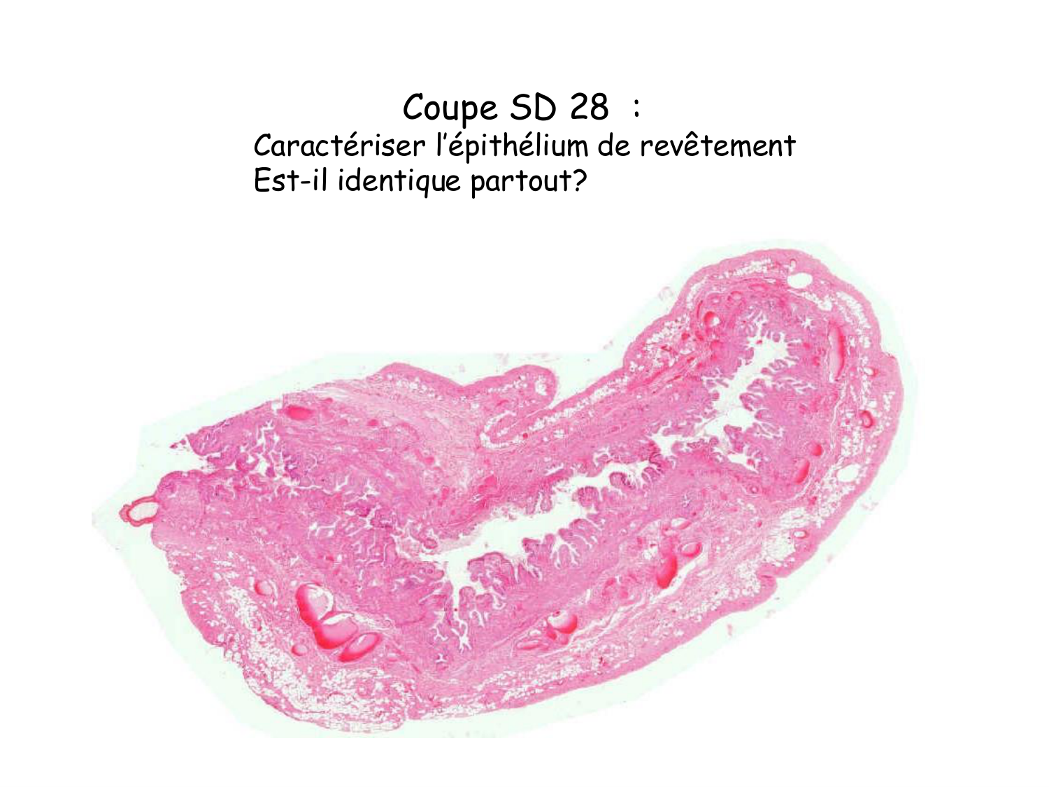TP histologie — épithélium page 62