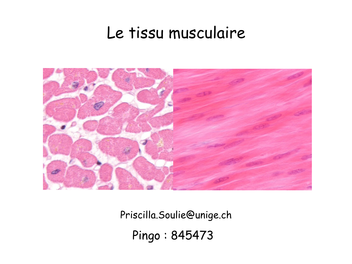 TP histologie — muscle page 1