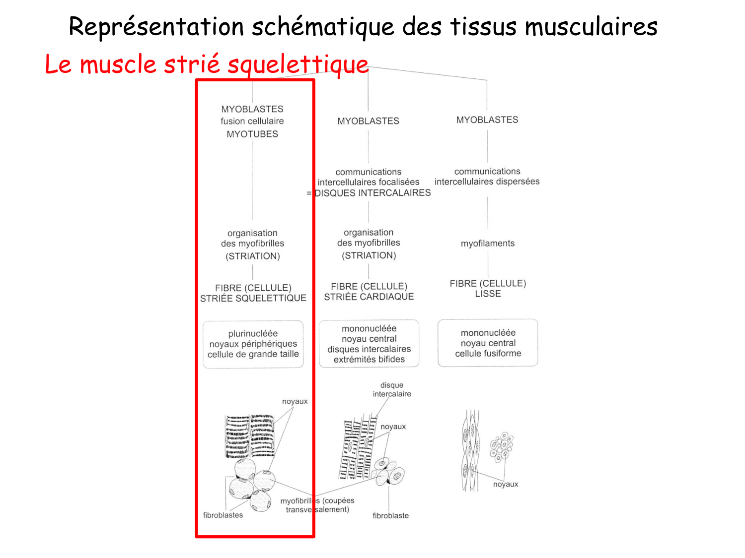 TP histologie — muscle page 3