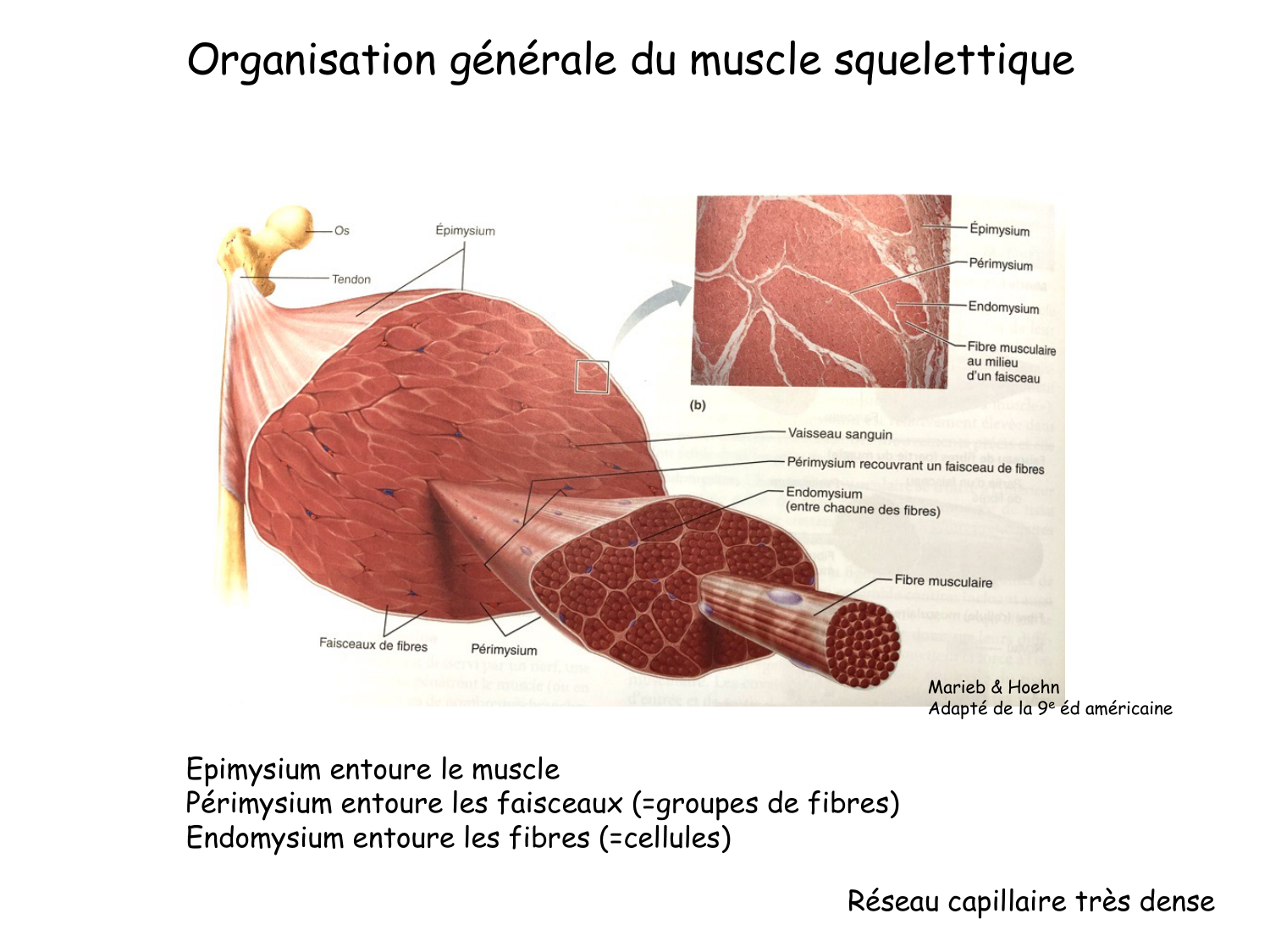 TP histologie — muscle page 4