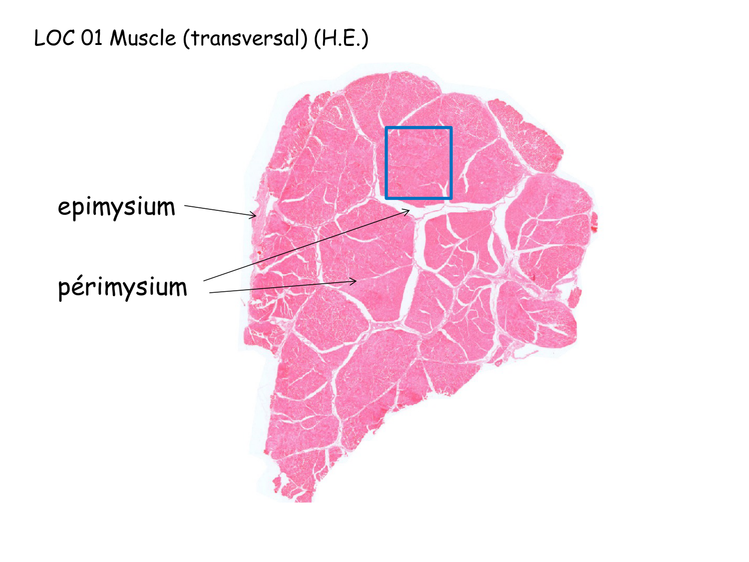 TP histologie — muscle page 5