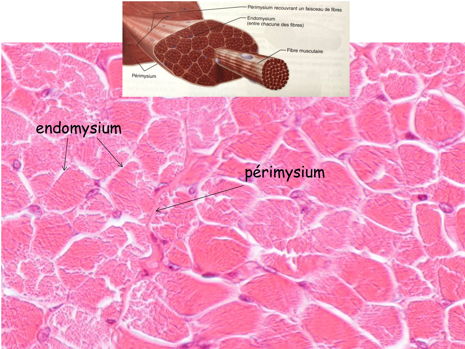 TP histologie — muscle page 6