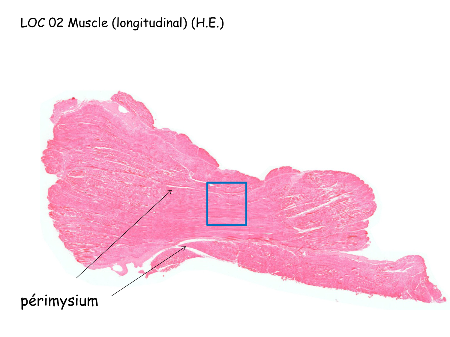 TP histologie — muscle page 8