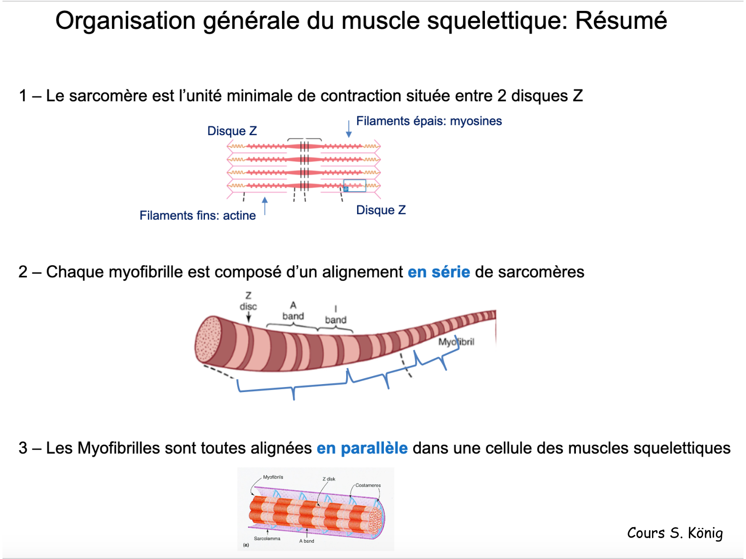 TP histologie — muscle page 9