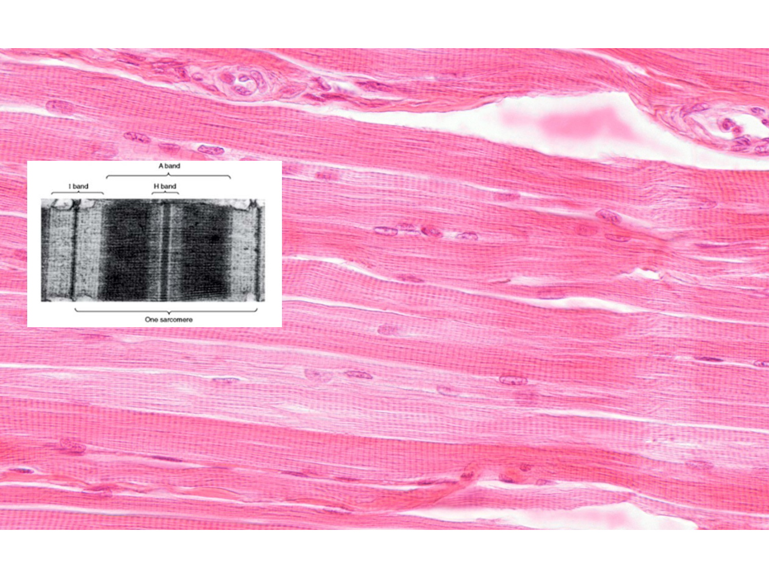 TP histologie — muscle page 10