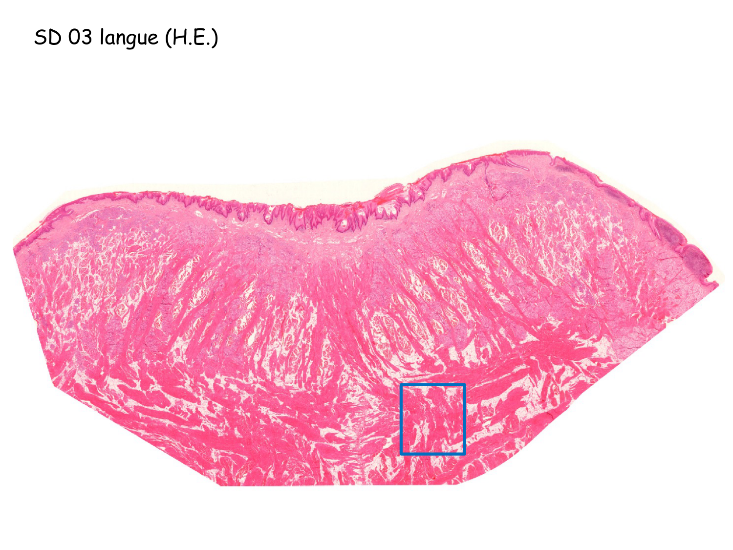 TP histologie — muscle page 11