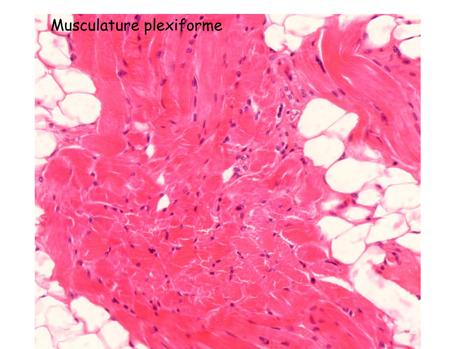 TP histologie — muscle page 12