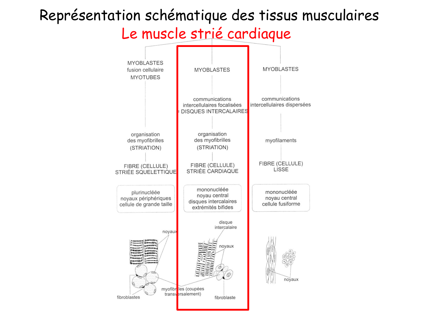 TP histologie — muscle page 14